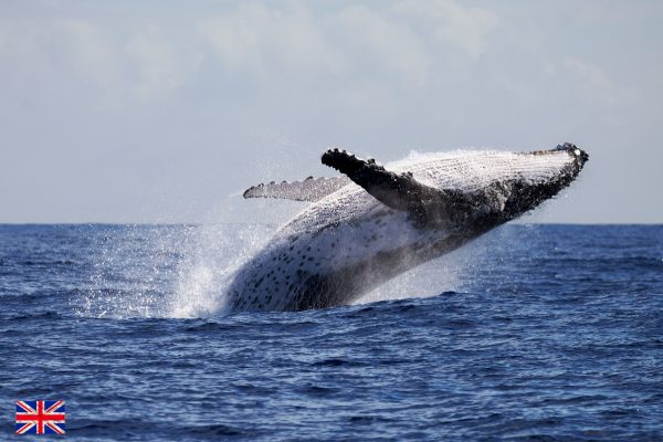 Humpback whale breaching out of the ocean in Rarotonga
