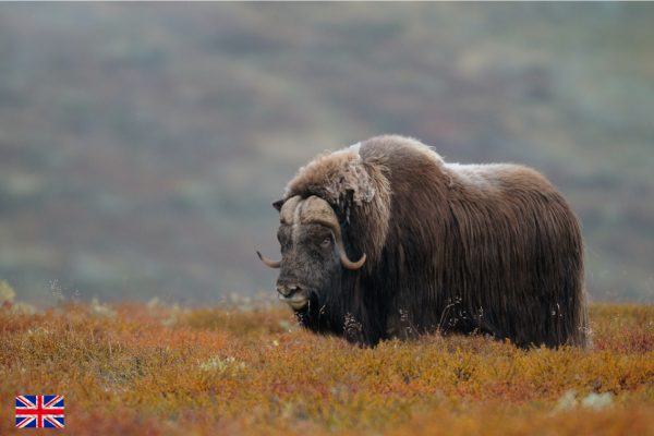 Musk ox bull  in a autumn landscape, dovrefjell, norway, (ovibos moschatus)